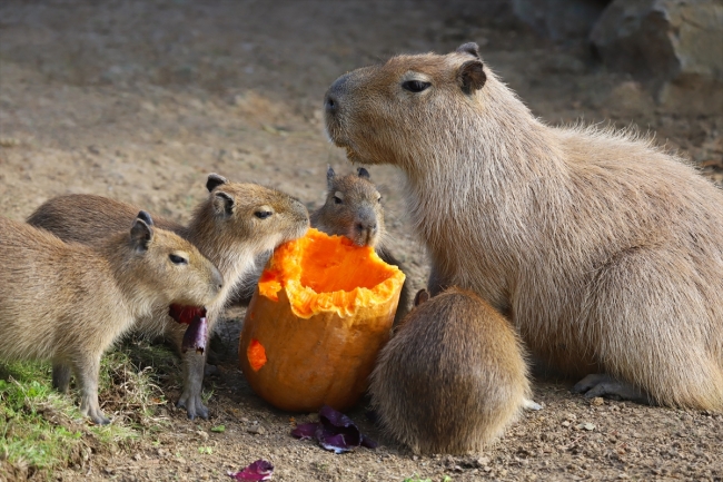 Çocuklar yarıyıl tatilinde sevimli dostlarını tanıyabilecek