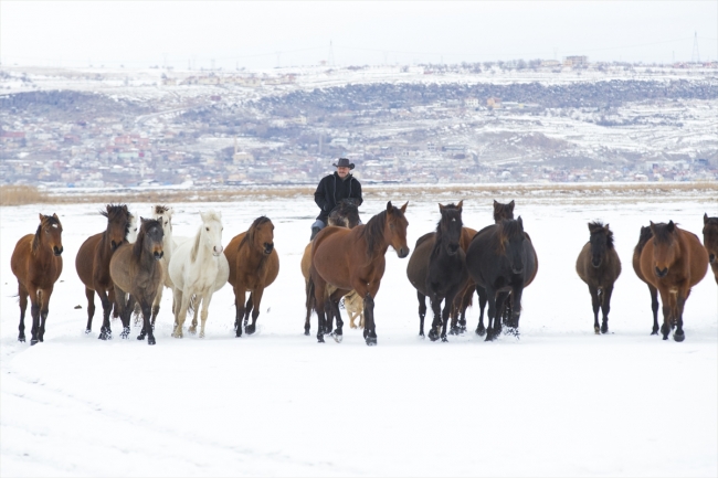 "Kovboy Ali dayı" hayatını atlarına adadı