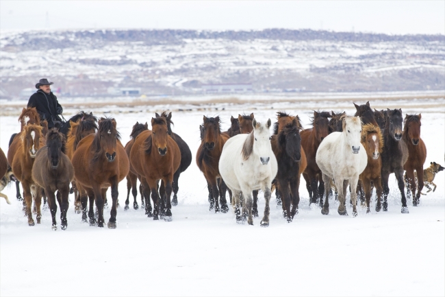 "Kovboy Ali dayı" hayatını atlarına adadı