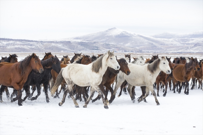 "Kovboy Ali dayı" hayatını atlarına adadı
