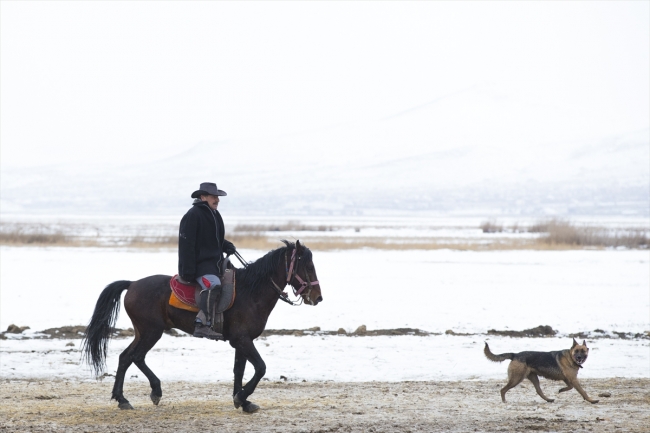 "Kovboy Ali dayı" hayatını atlarına adadı