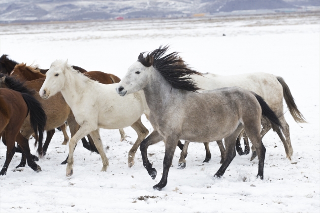 "Kovboy Ali dayı" hayatını atlarına adadı