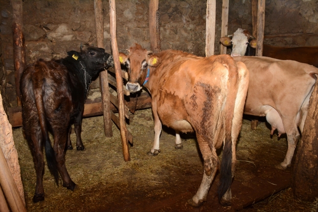 Hayvancılık yaparak okul masraflarını karşılıyor