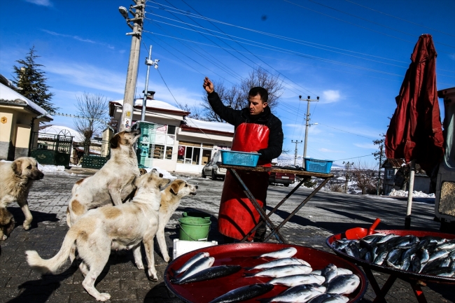 Sokak köpekleri seyyar balıkçının yolunu gözlüyor