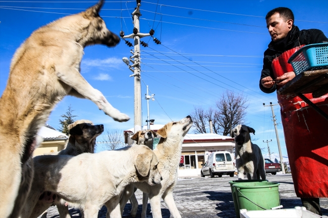 Sokak köpekleri seyyar balıkçının yolunu gözlüyor