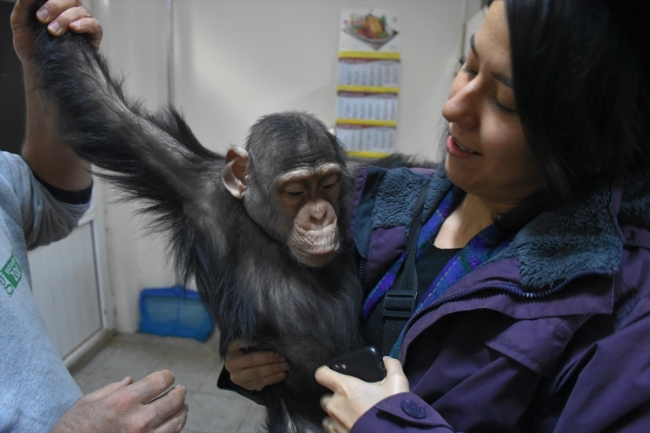 Şempanze "Can" hayvanat bahçesinin maskotu oldu