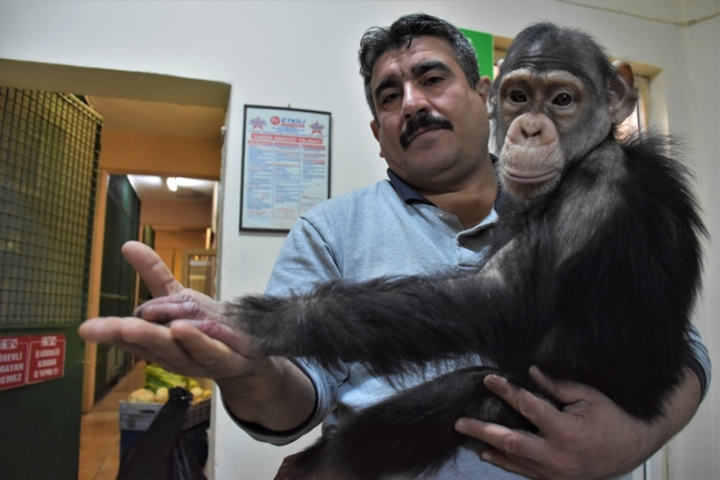 Şempanze "Can" hayvanat bahçesinin maskotu oldu