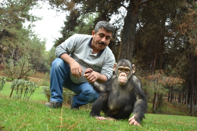 Şempanze "Can" hayvanat bahçesinin maskotu oldu