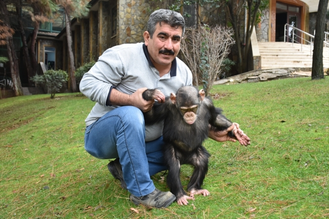 Şempanze "Can" hayvanat bahçesinin maskotu oldu