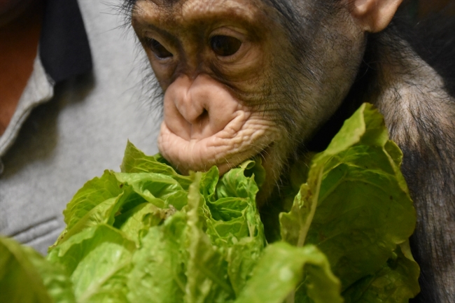 Şempanze "Can" hayvanat bahçesinin maskotu oldu