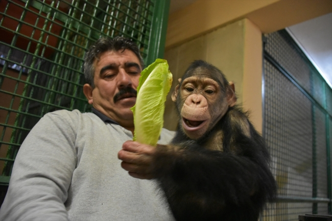 Şempanze "Can" hayvanat bahçesinin maskotu oldu