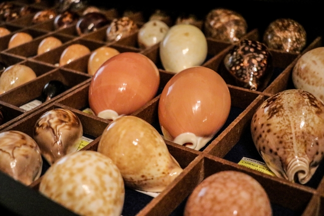 Rengarenk deniz kabuklarından koleksiyon yaptı