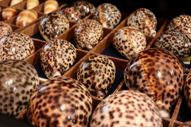 Rengarenk deniz kabuklarından koleksiyon yaptı