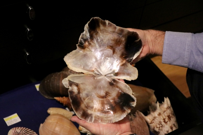 Rengarenk deniz kabuklarından koleksiyon yaptı