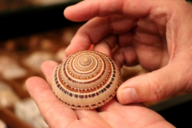 Rengarenk deniz kabuklarından koleksiyon yaptı