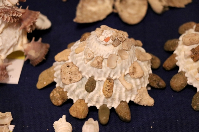 Rengarenk deniz kabuklarından koleksiyon yaptı