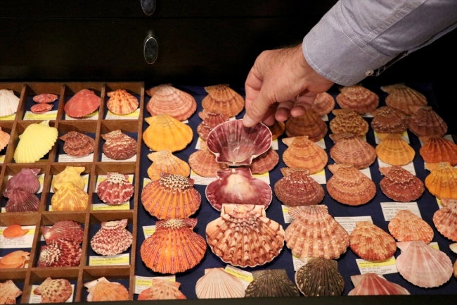 Rengarenk deniz kabuklarından koleksiyon yaptı