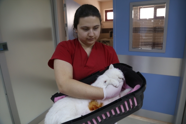 Solunum yetmezliği yaşayan "Paşa" isimli kedi tedavi edildi