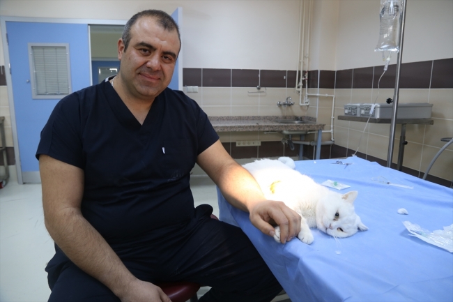 Solunum yetmezliği yaşayan "Paşa" isimli kedi tedavi edildi