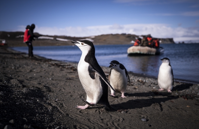 Antarktika'da "yerli üretim" kıyafetlerle ısınıyorlar