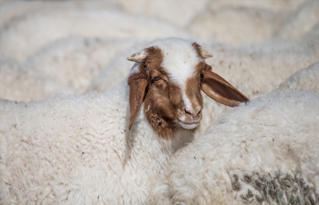 "İvesi" cinsi kuzulara özel bakım