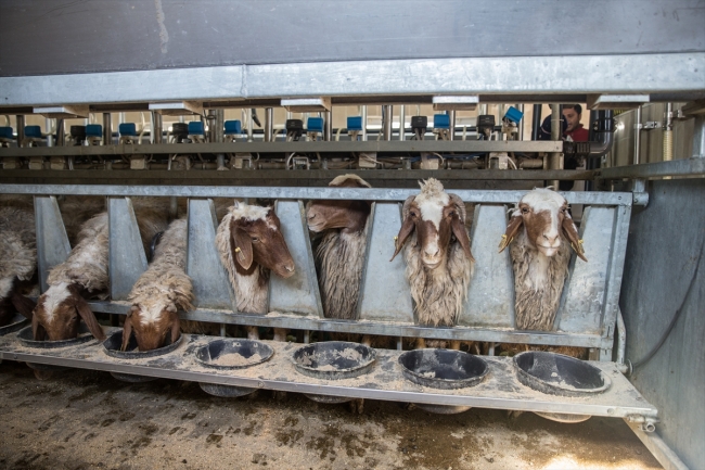 "İvesi" cinsi kuzulara özel bakım