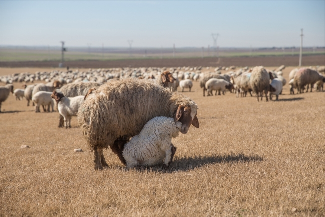 "İvesi" cinsi kuzulara özel bakım