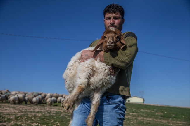 "İvesi" cinsi kuzulara özel bakım