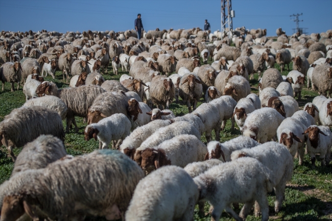 "İvesi" cinsi kuzulara özel bakım