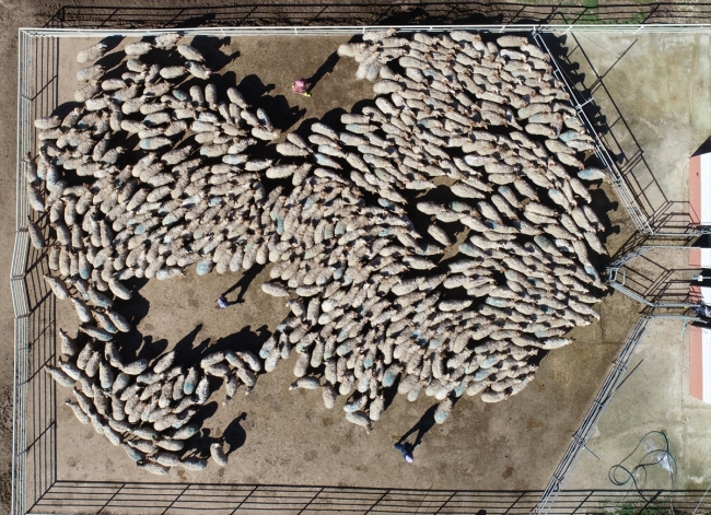 "İvesi" cinsi kuzulara özel bakım