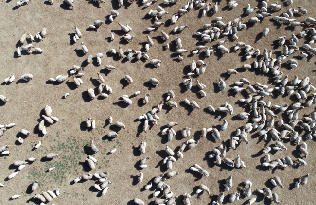 "İvesi" cinsi kuzulara özel bakım