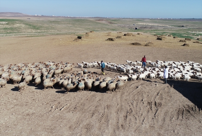 "İvesi" cinsi kuzulara özel bakım