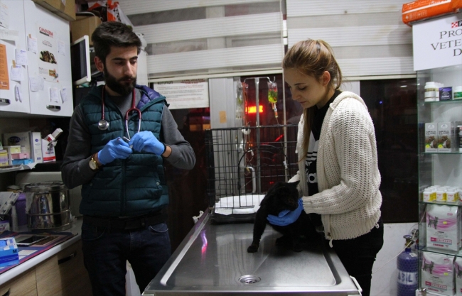 Kayseri'de kediye işkence