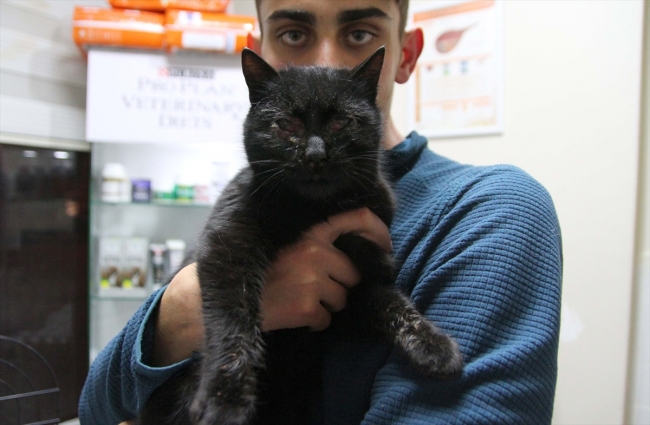 Kayseri'de kediye işkence