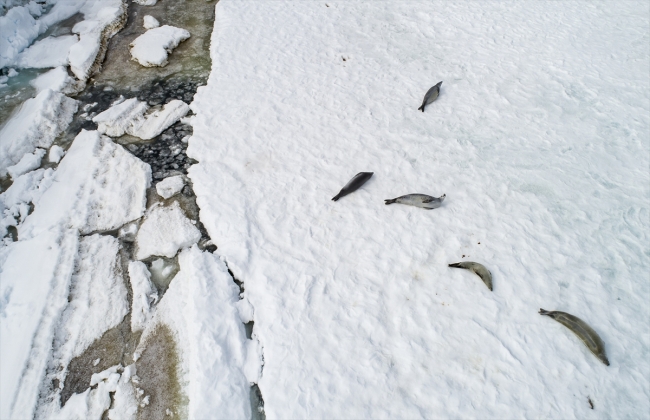 Araştırmacıların tercihi bilim ve barış kıtası "Antarktika"