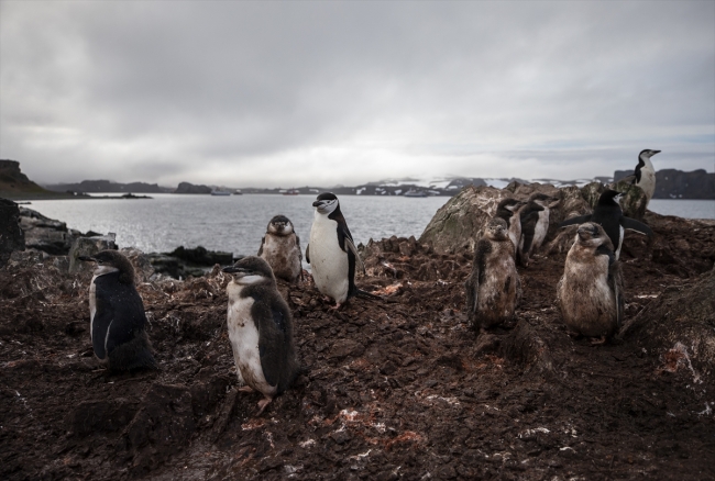 Araştırmacıların tercihi bilim ve barış kıtası "Antarktika"