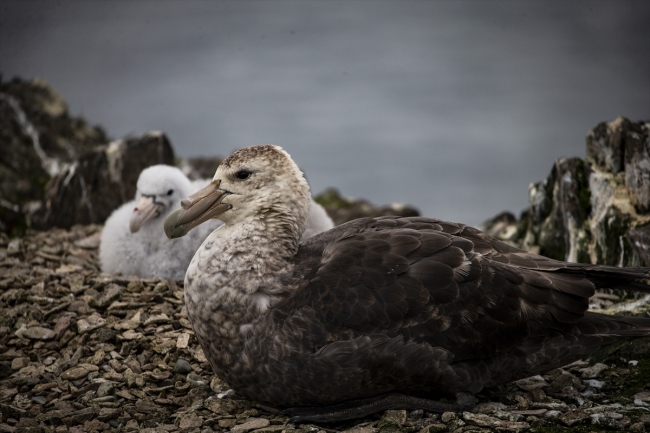 Araştırmacıların tercihi bilim ve barış kıtası "Antarktika"