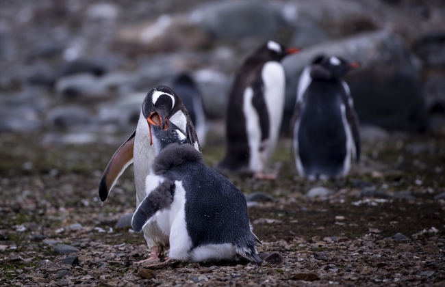 Araştırmacıların tercihi bilim ve barış kıtası "Antarktika"