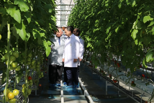 Topraksız tarımda ikinci dikim başladı