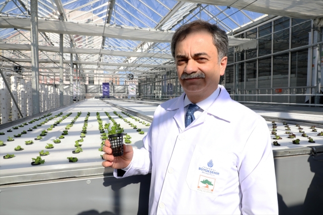 Topraksız tarımda ikinci dikim başladı