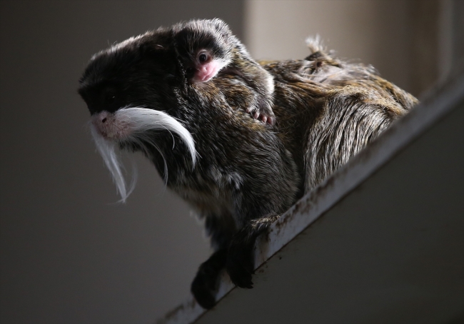 Bursa hayvanat bahçesinin nüfusu arttı