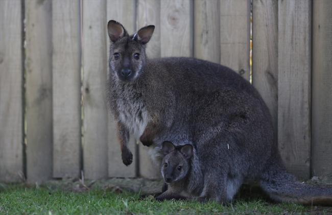 Bursa hayvanat bahçesinin nüfusu arttı