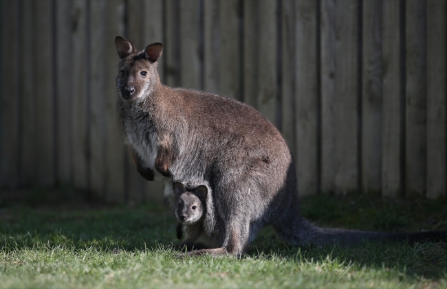 Bursa hayvanat bahçesinin nüfusu arttı