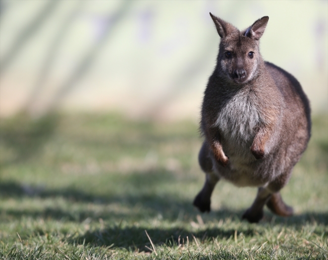Bursa hayvanat bahçesinin nüfusu arttı