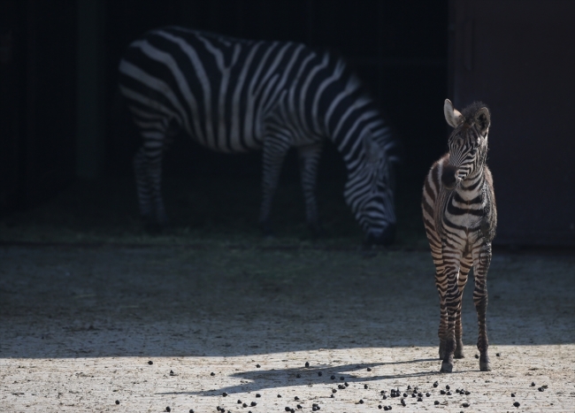 Bursa hayvanat bahçesinin nüfusu arttı