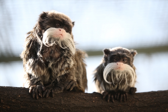 Bursa hayvanat bahçesinin nüfusu arttı