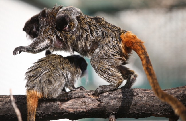 Bursa hayvanat bahçesinin nüfusu arttı