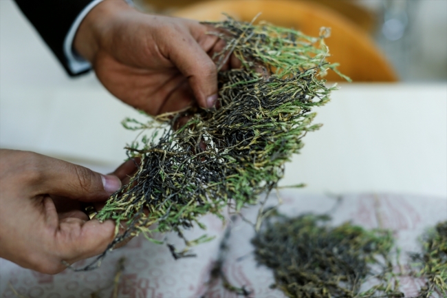 Keşfedilen bitkiye Aziz Sancar'ın adı verildi