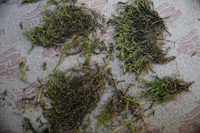 Keşfedilen bitkiye Aziz Sancar'ın adı verildi