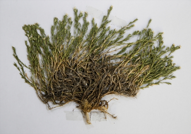 Keşfedilen bitkiye Aziz Sancar'ın adı verildi